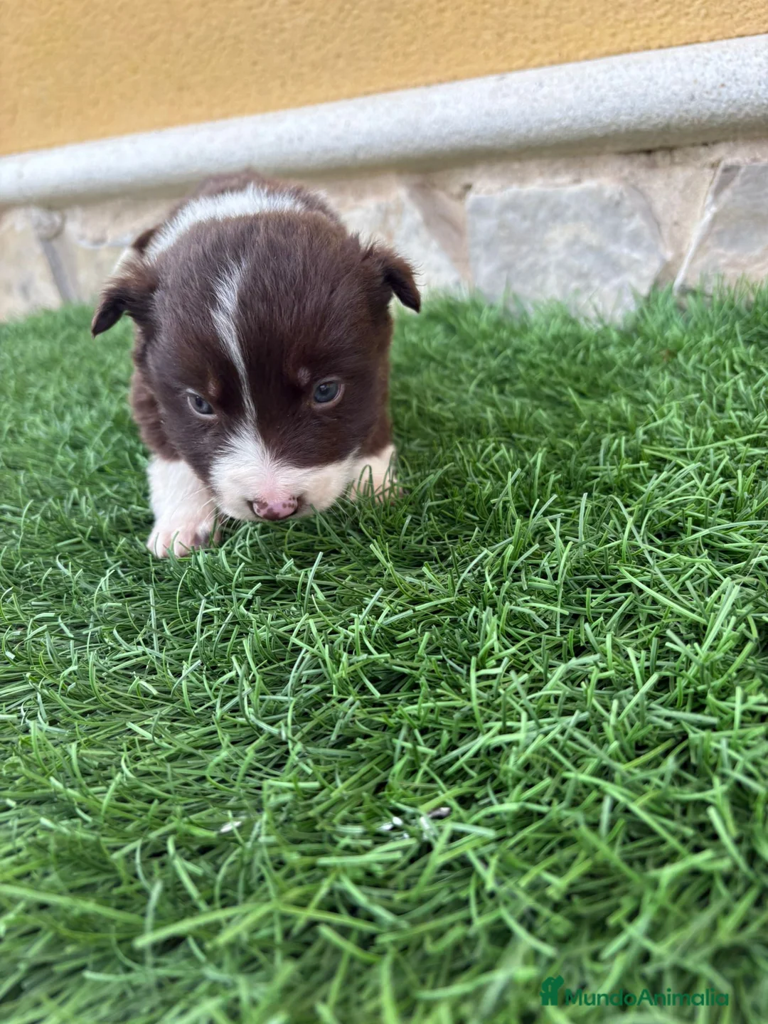 Border Collie perros en venta: Impresionantes Border Collie varios colores  - Anuncio 17