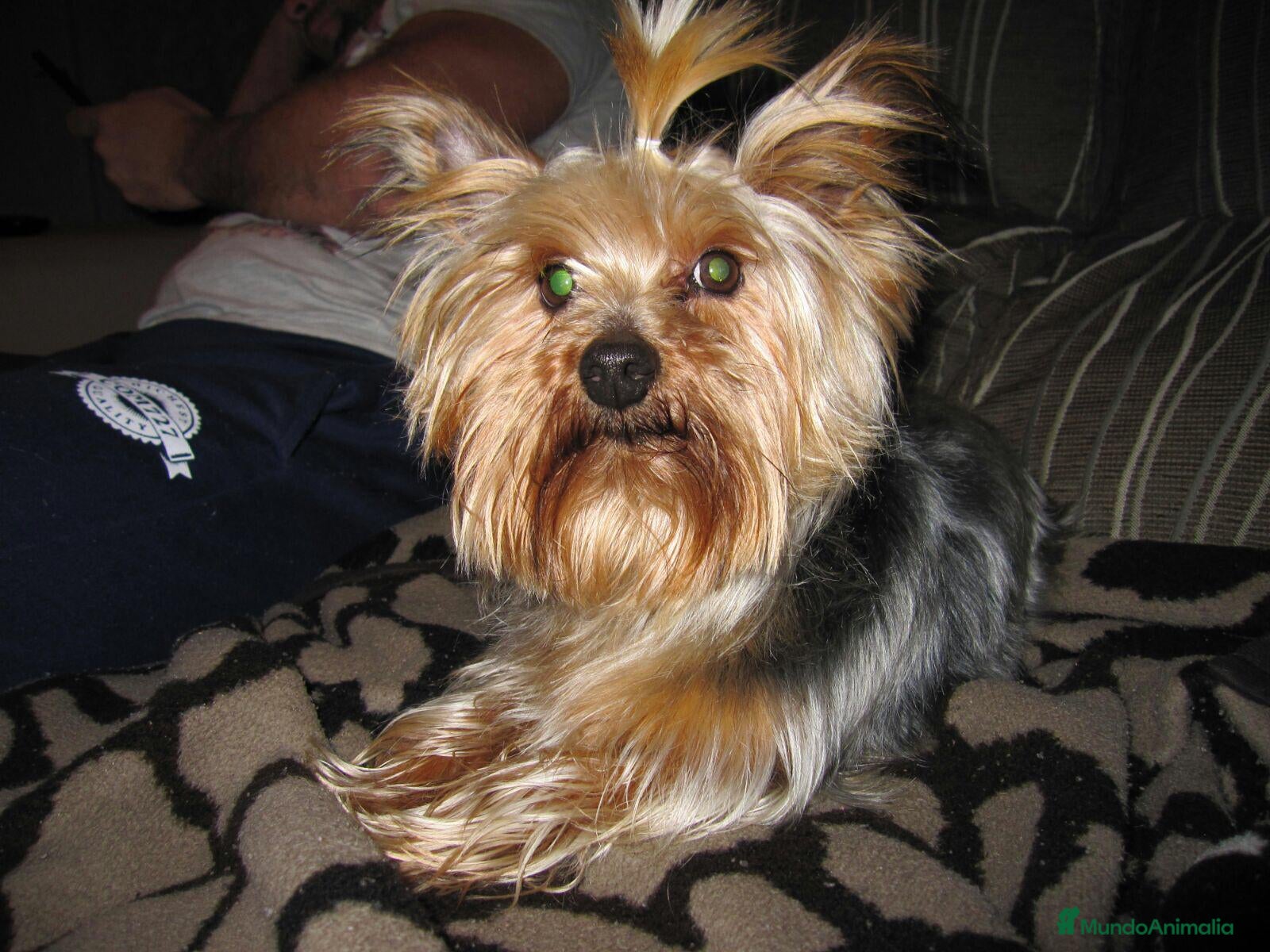 Yorkshire Terrier perros en venta: YORKSHIRE MINI  - Anuncio 4