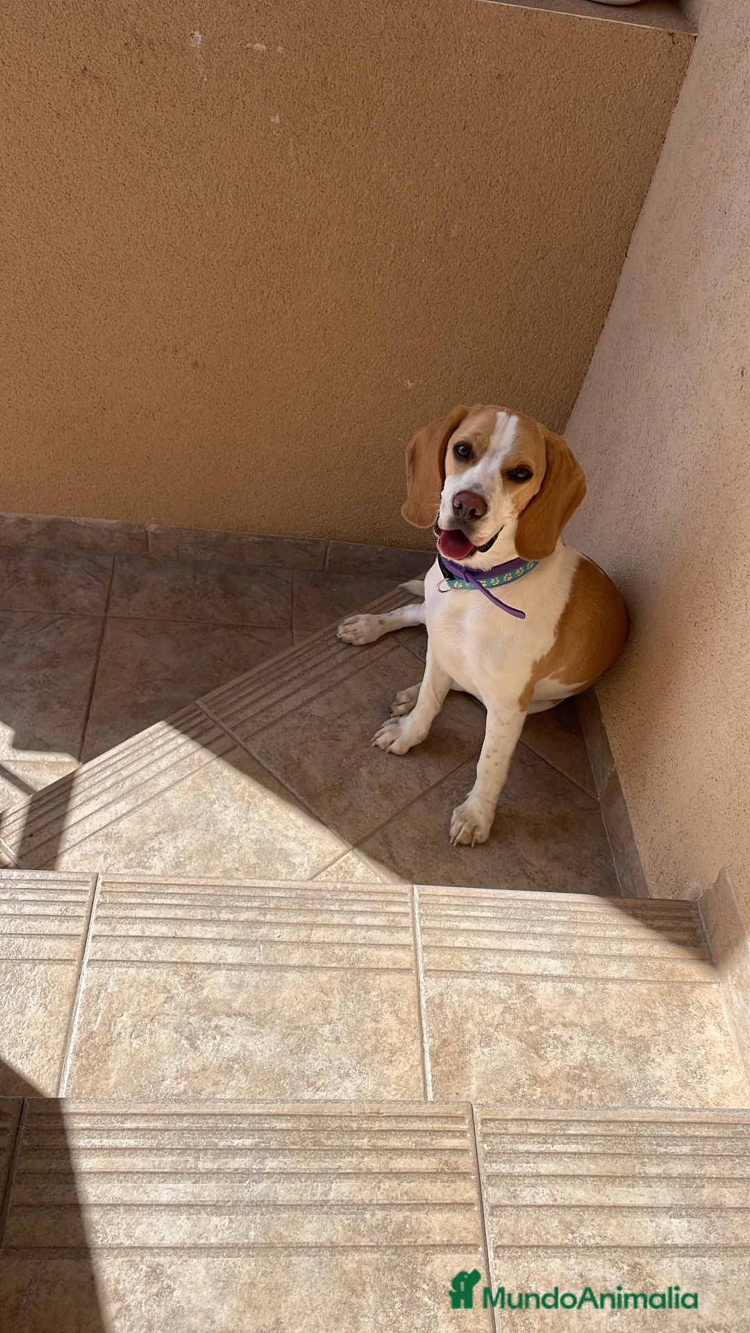 Beagle perros en adopcion: Beagle en adopción  - Anuncio 2