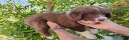 Border Collie perros en venta: Bordell collin De Máxima Calidad - Anuncio 6