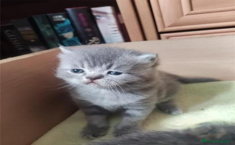Persa gatos en Madrid - Anuncio 1