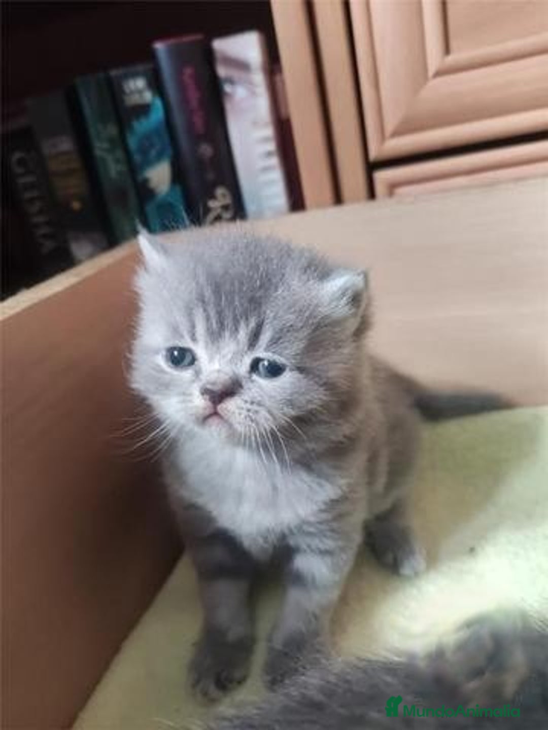 Persa gatos en venta: Persas europeos en Madrid - Imagen 1