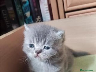 Persa gatos en Madrid - Anuncio 16