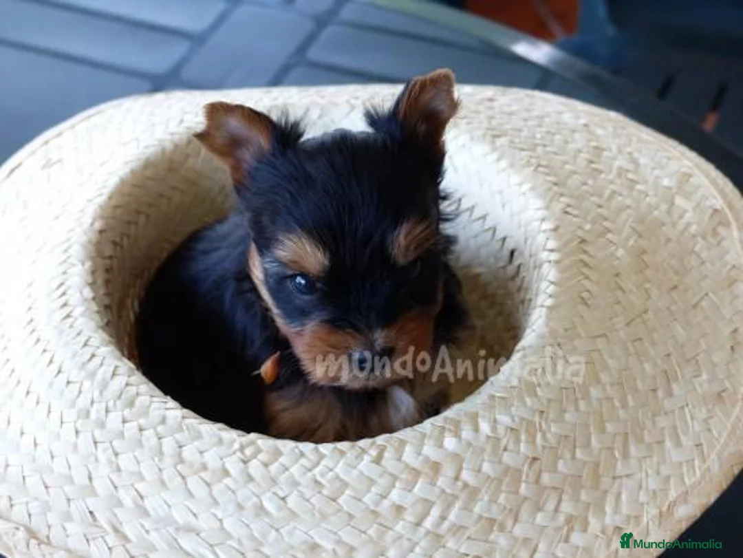 Imagen de galería {{count}}