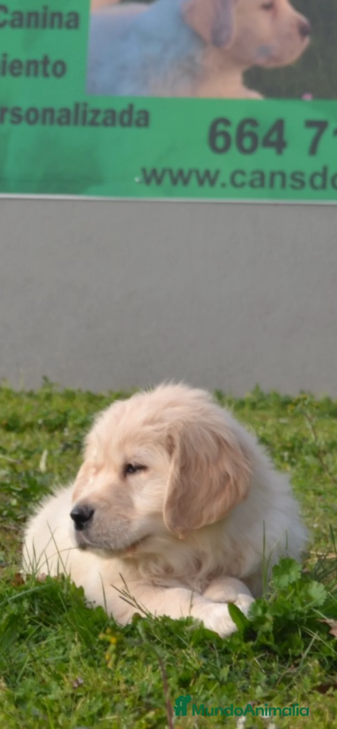 Golden Retriever perros en venta: Golden retriever  - Anuncio 2