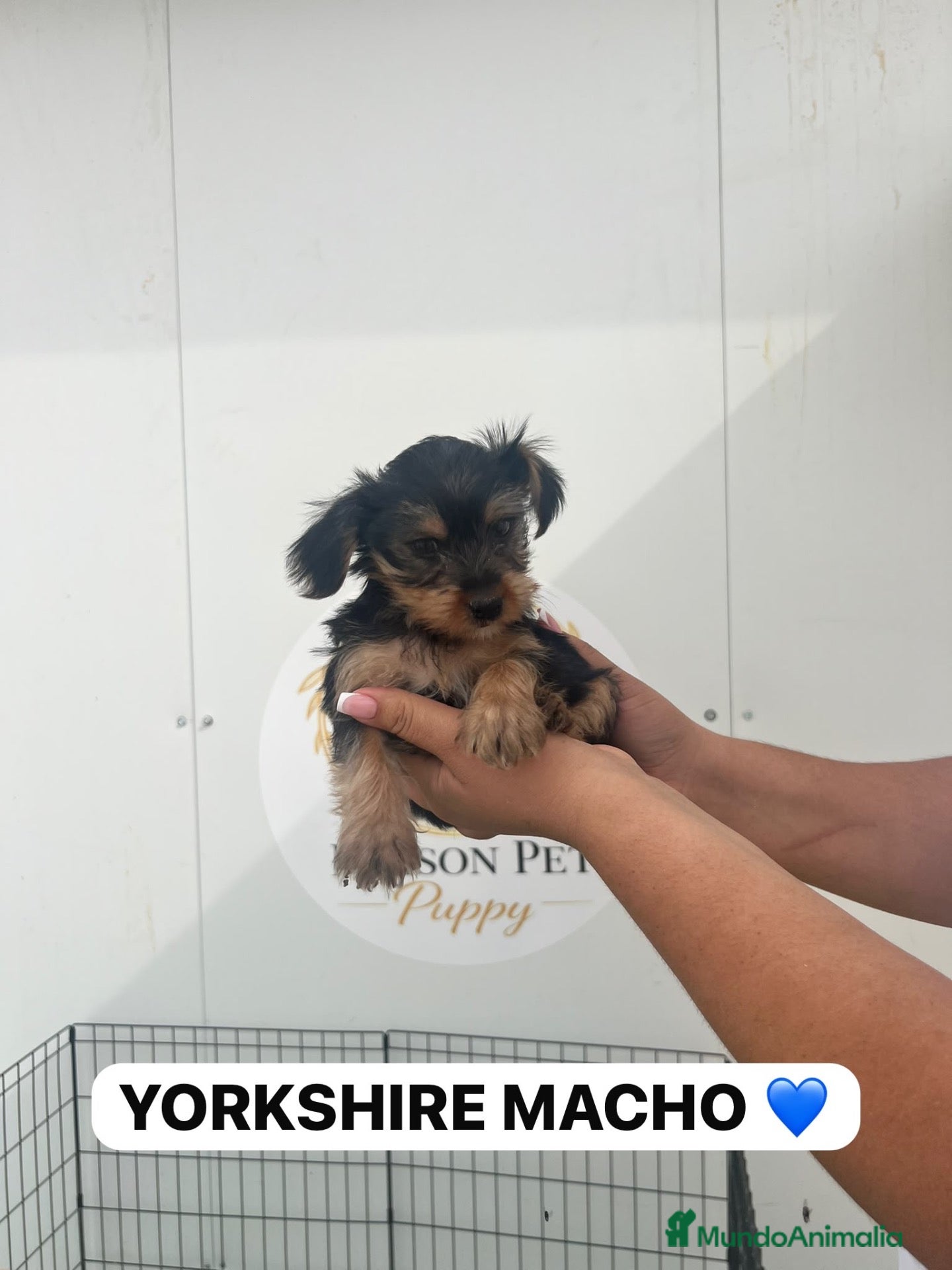 Yorkshire Terrier perros PEQUEÑINES YORKSHIRE IRRESISTIBLES 🐾 - Anuncio 2