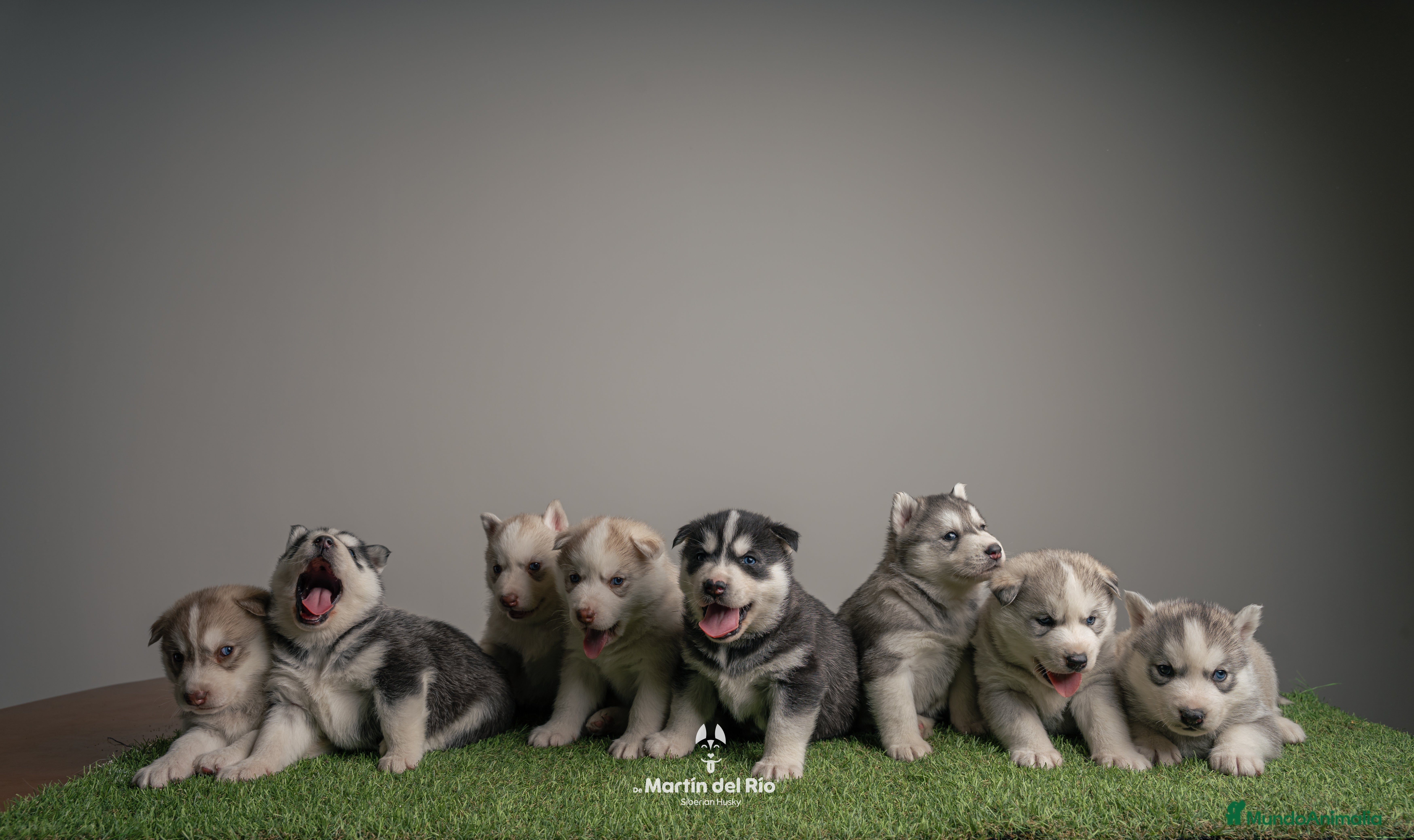 Husky Siberiano perros IDEAL CAMADA HUSKY - Anuncio 11