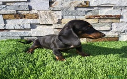 Teckel Miniatura perros en venta: Teckel Macho Negro y Fuego - Imagen 5