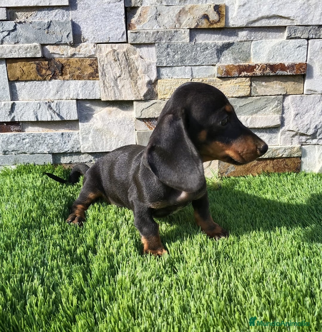 Teckel Miniatura perros en venta: Teckel Macho Negro y Fuego - Imagen 5
