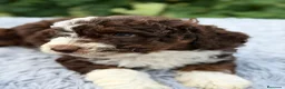 Perro de Agua Español perros en venta: PERRO DE AGUA ESPAÑOL CHOCOLATE - Anuncio 6