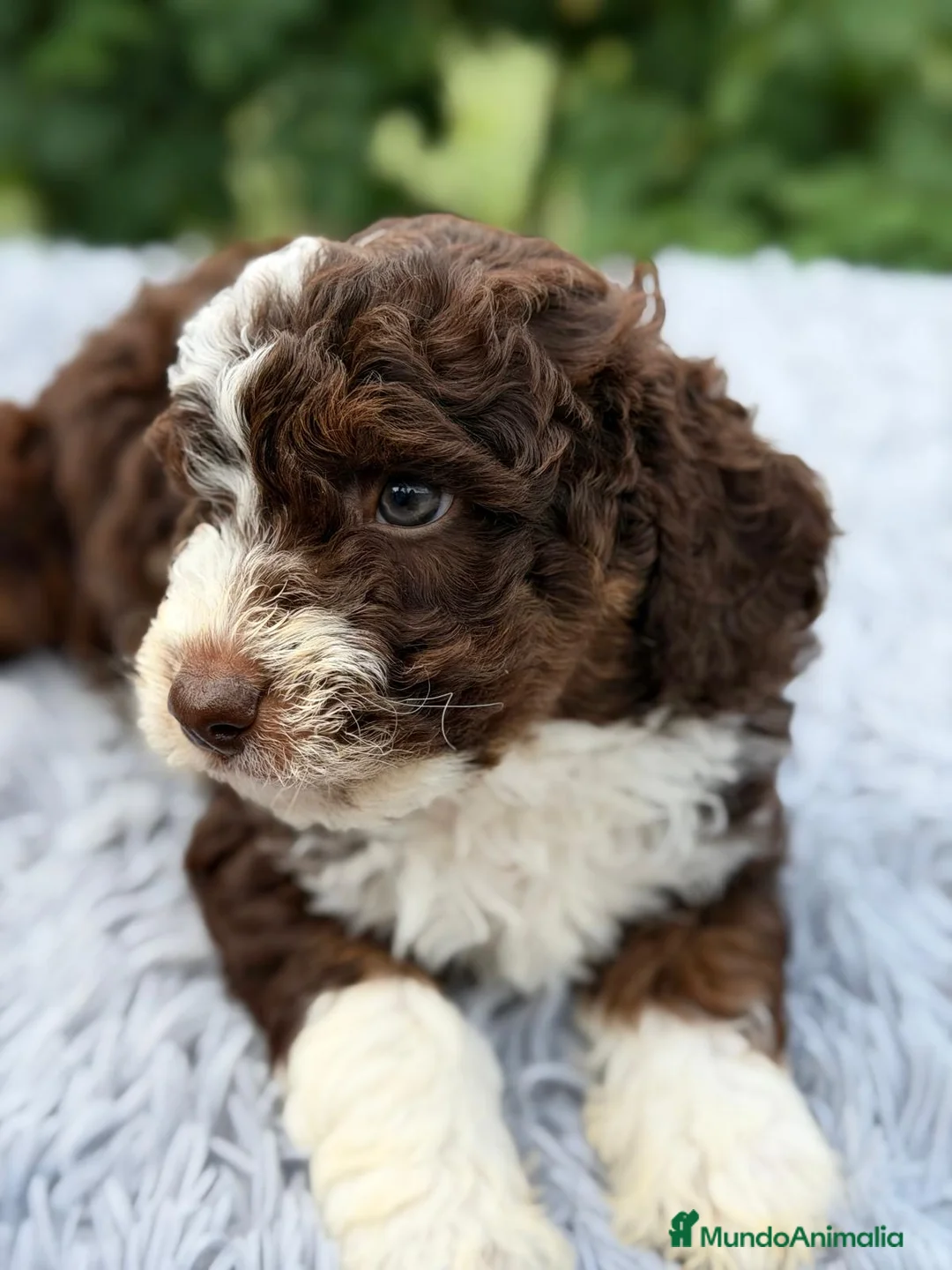 Perro de Agua Español perros en venta: PERRO DE AGUA ESPAÑOL CHOCOLATE - Anuncio 6