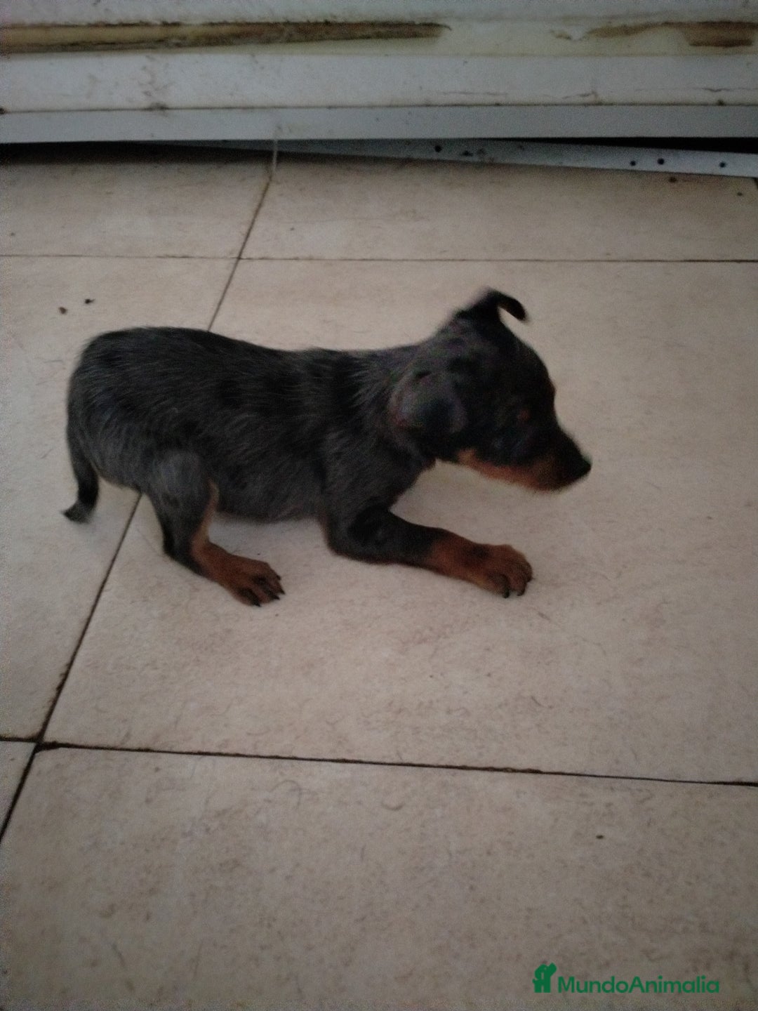 Pinscher Miniatura perros en venta: Mini Pincher merle - Anuncio 1