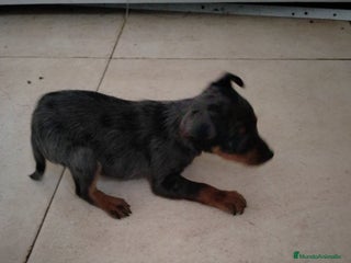 Pinscher Miniatura perros Mini Pincher merle - Anuncio 1