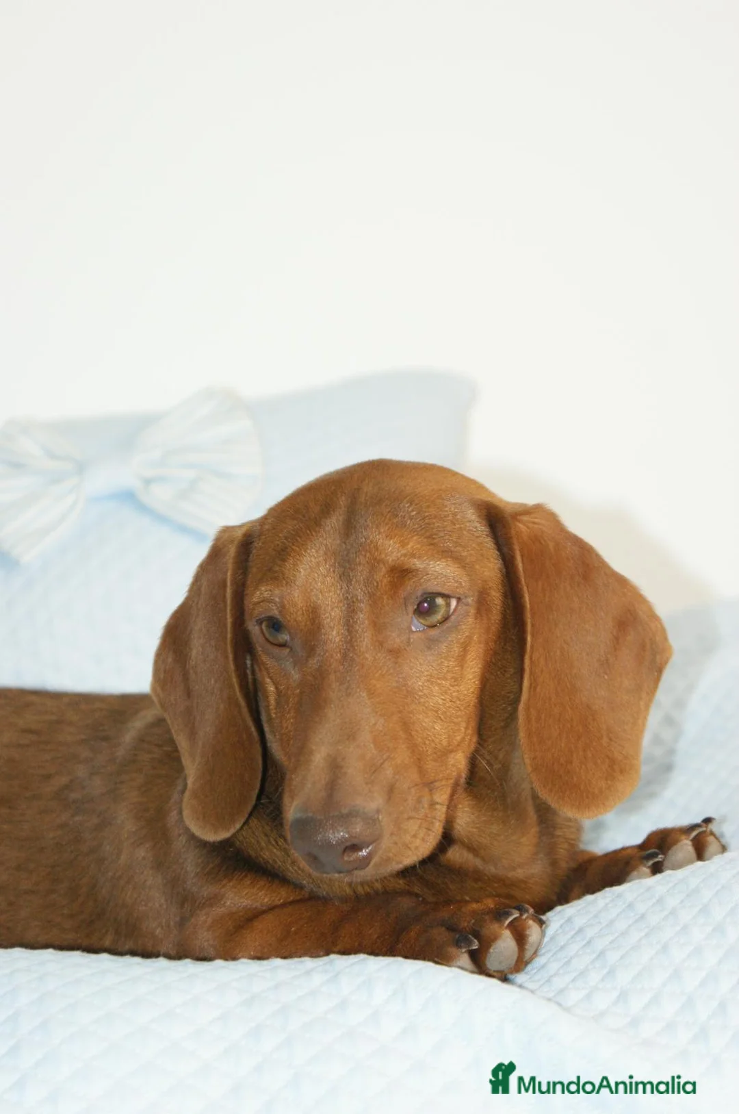 Teckel Miniatura perros en venta: TECKEL MINIATURA ROJO - Anuncio 3