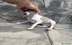 Whippet perros en venta: Whippet  - Imagen 15