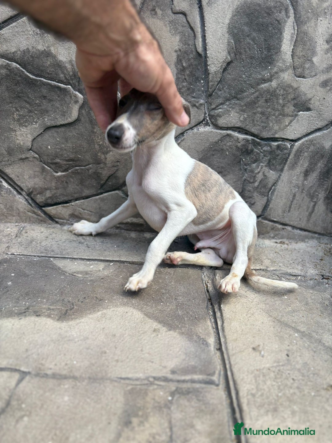 Whippet perros en venta: Whippet  - Imagen 15