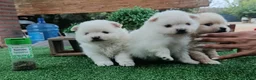 Pomerania perros en venta: Cachorros Pomerania  - Anuncio 1