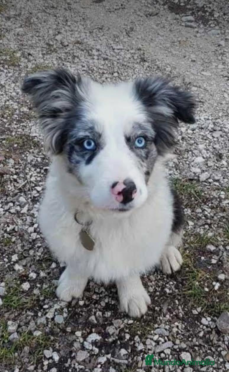 Border Collie perros Preciosa border collie - Anuncio 2