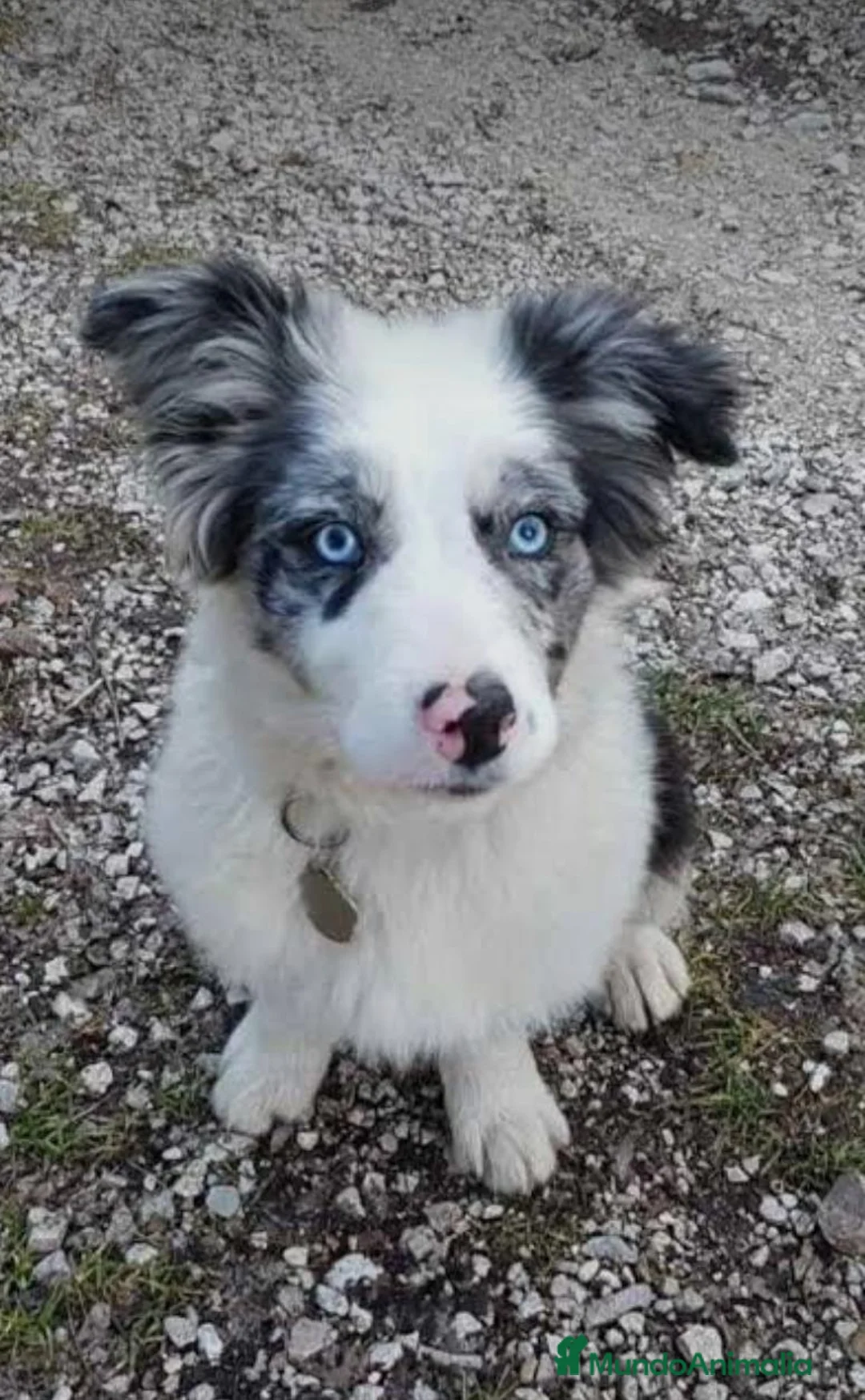 Border Collie perros en venta: Preciosa border collie - Anuncio 1