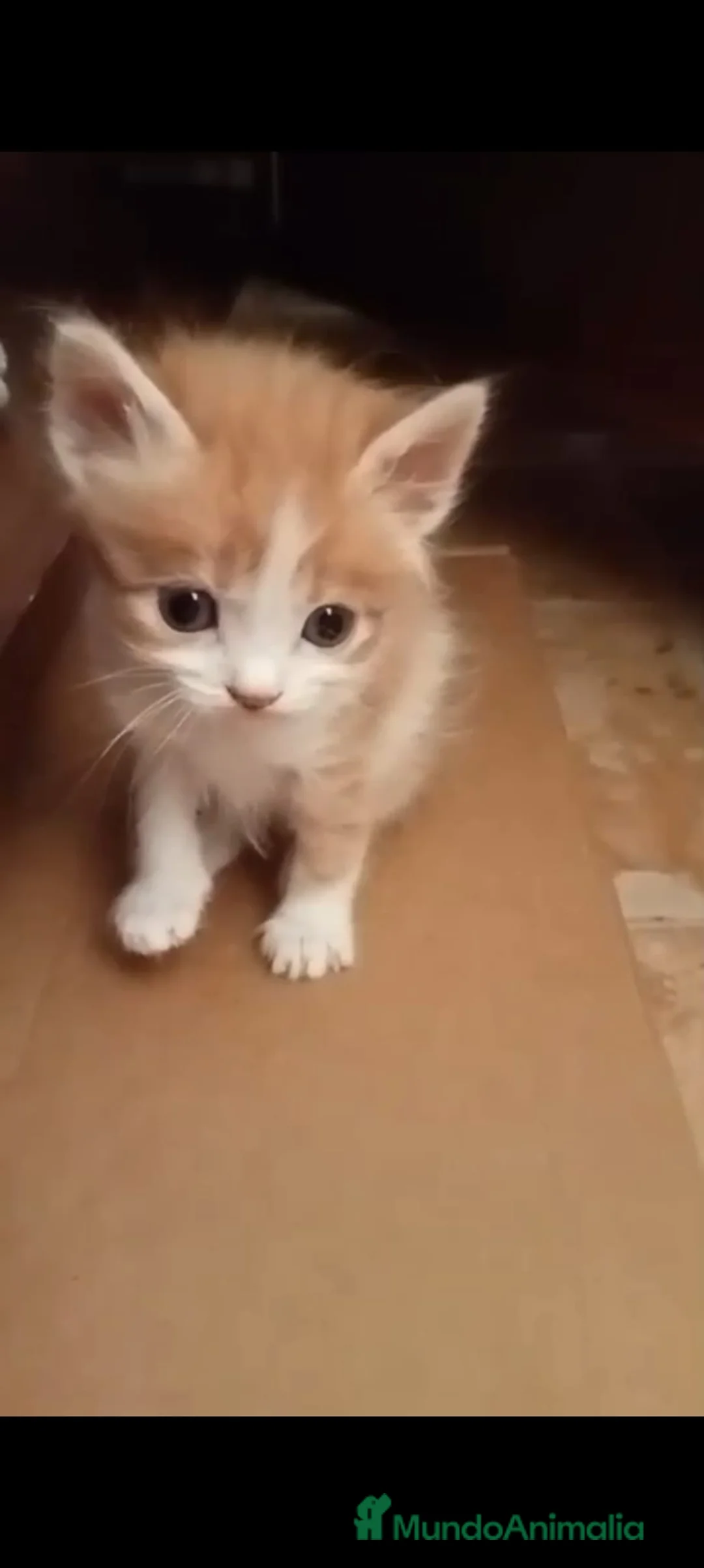 Raza Mixta gatos en venta: Gatitos raza mixta - Anuncio 2