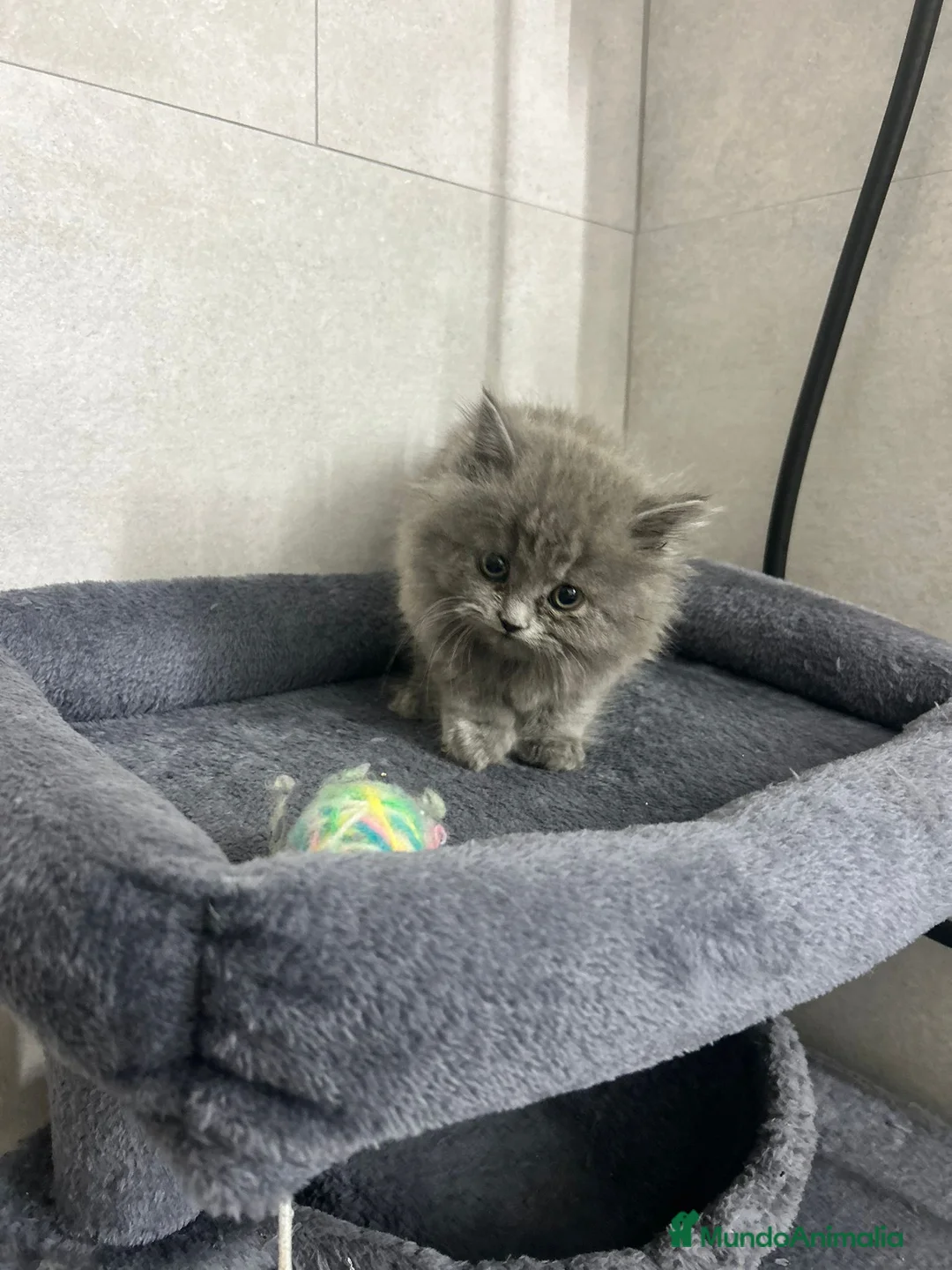 Británico de Pelo Largo gatos en venta: British pelo largo  - Anuncio 2