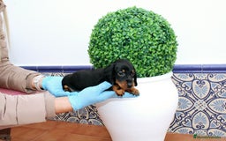 Teckel Miniatura perros en venta: Teckel de todos lo colore(candiamanteunico2)tiktok - Imagen 9
