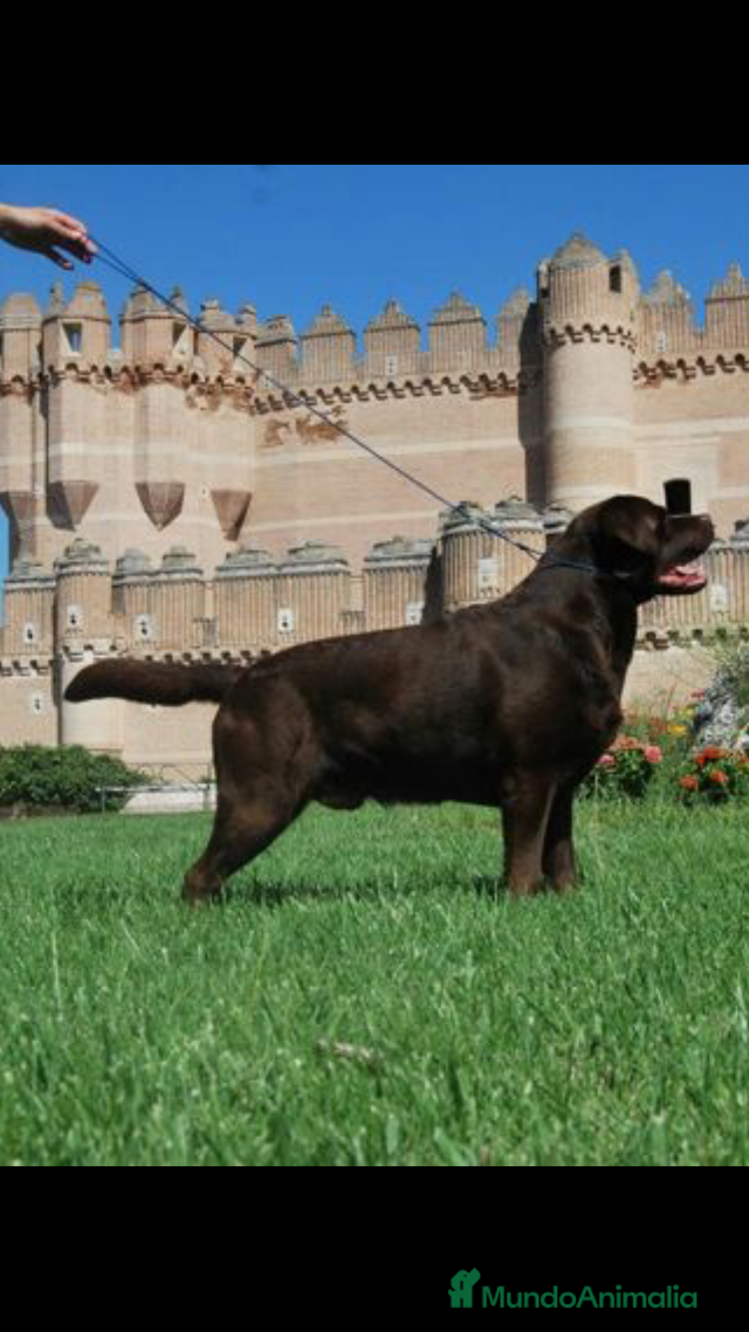 Labrador Retriever perros en venta: Cachorros de labrador retriever con pedigree  - Anuncio 5