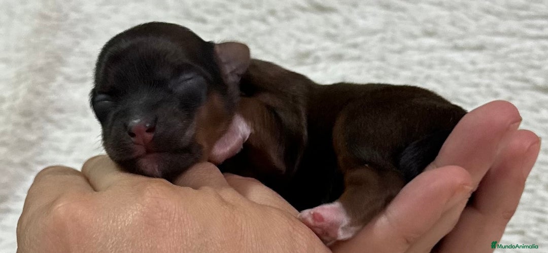 Imagen de galería {{count}}