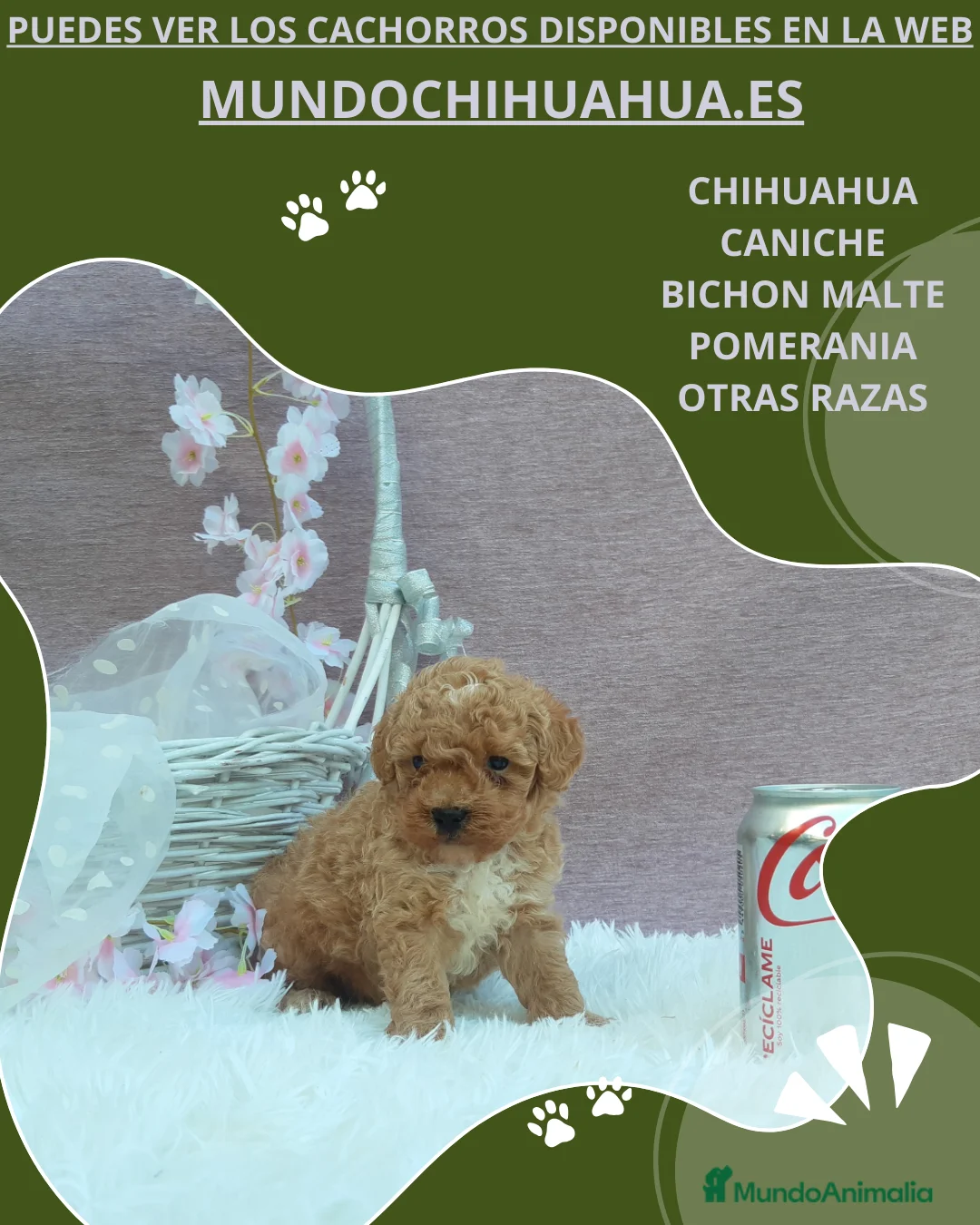 Caniche Toy perros en venta: PRECIOSOS CANICHE  ROJO LINEA TOY - Anuncio 18