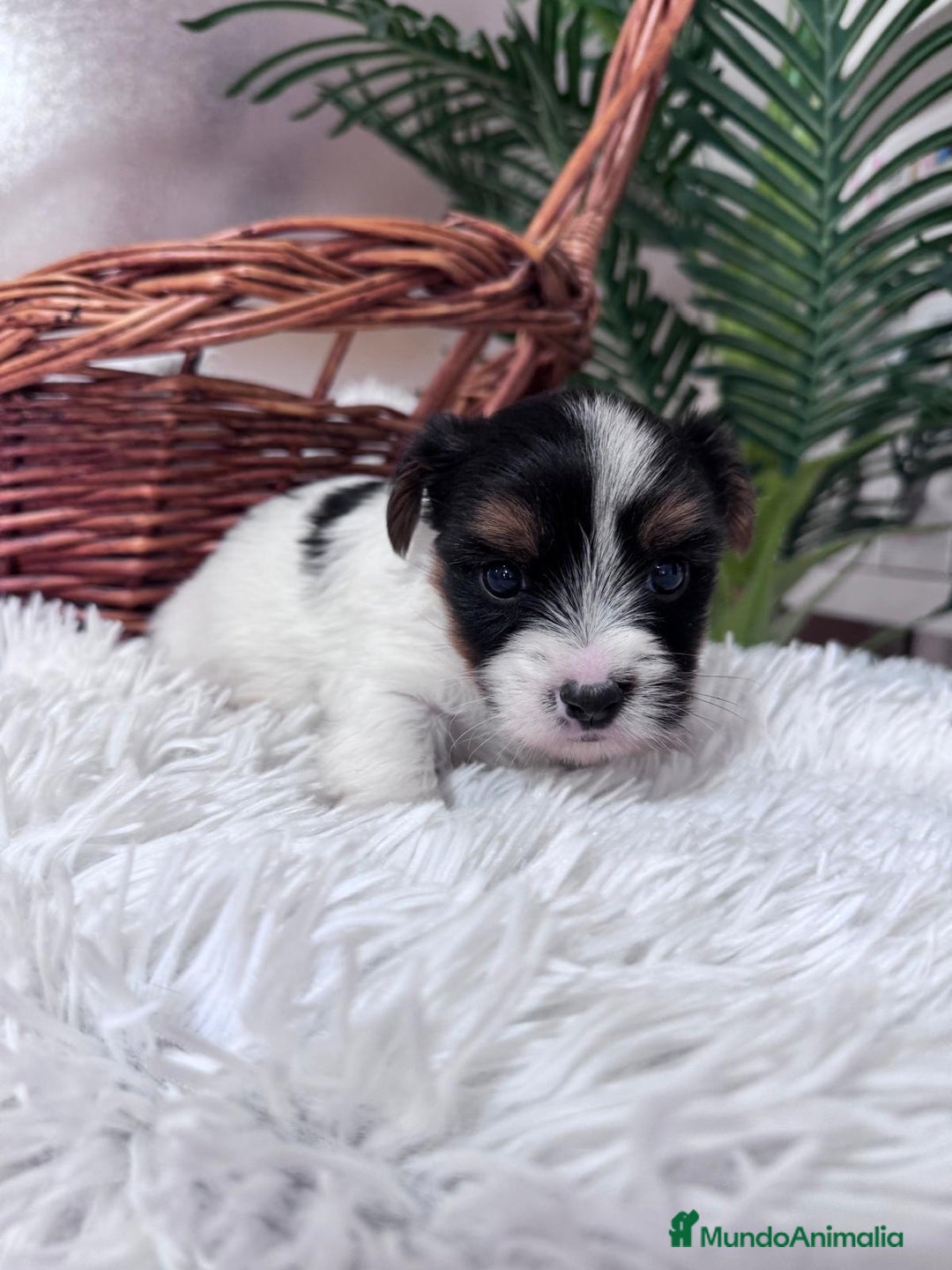 Yorkshire Terrier perros en venta: YORKSHIRE BIEWER - Anuncio 18