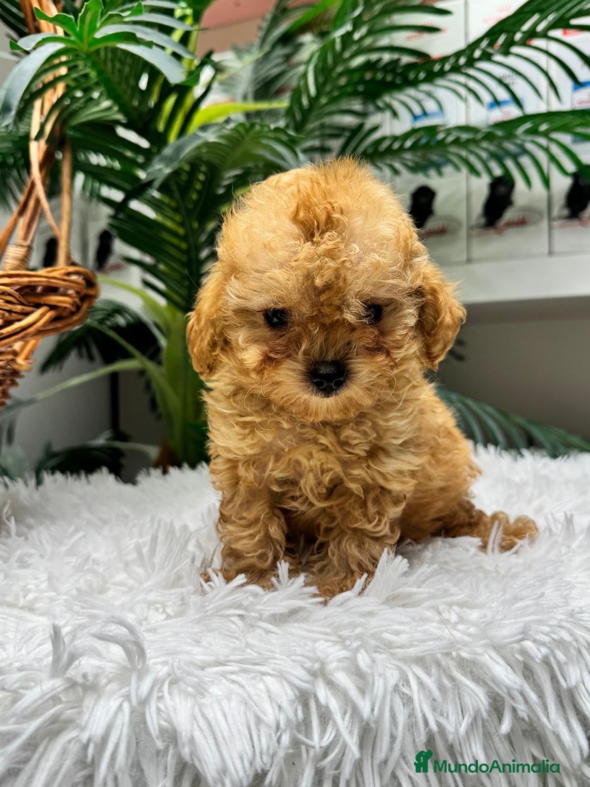 Caniche Toy perros CANICHE TOY - Anuncio 2