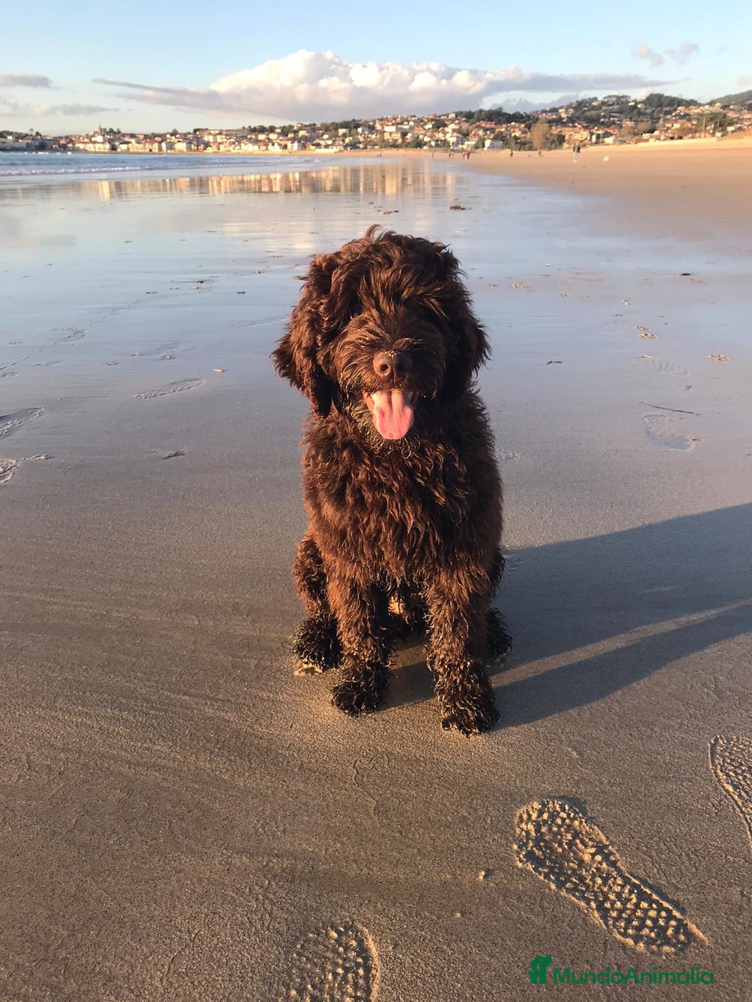 Labradoodle perros en venta: Hermosos cachorros medianos - Imagen 1