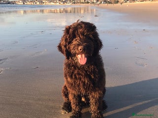 Labradoodle perros - Anuncio 1