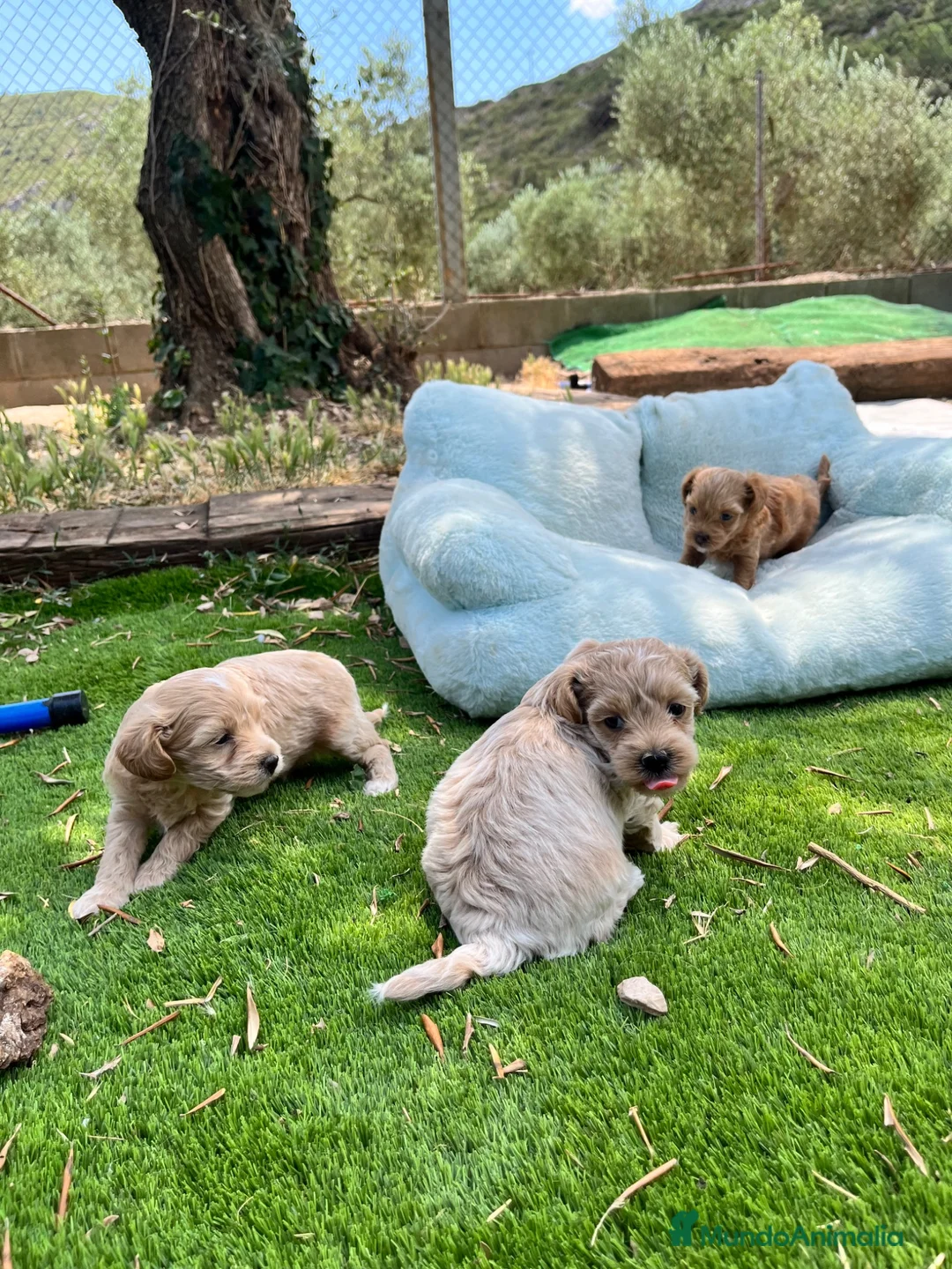 Maltipoo perros en venta: Maltipoo línea Premium 🌟 - Anuncio 1