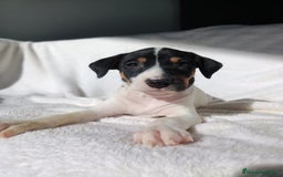 Ratonero Bodeguero Andaluz perros en venta: BODEGUEROS - Anuncio 5