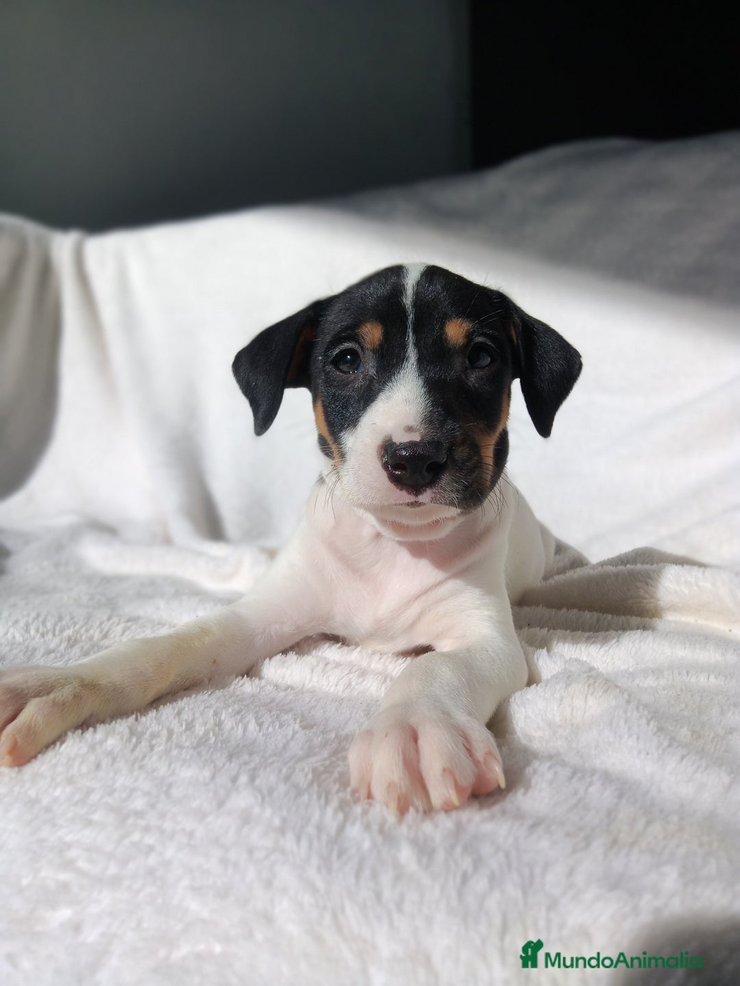 Ratonero Bodeguero Andaluz perros en venta: BODEGUEROS - Anuncio 5