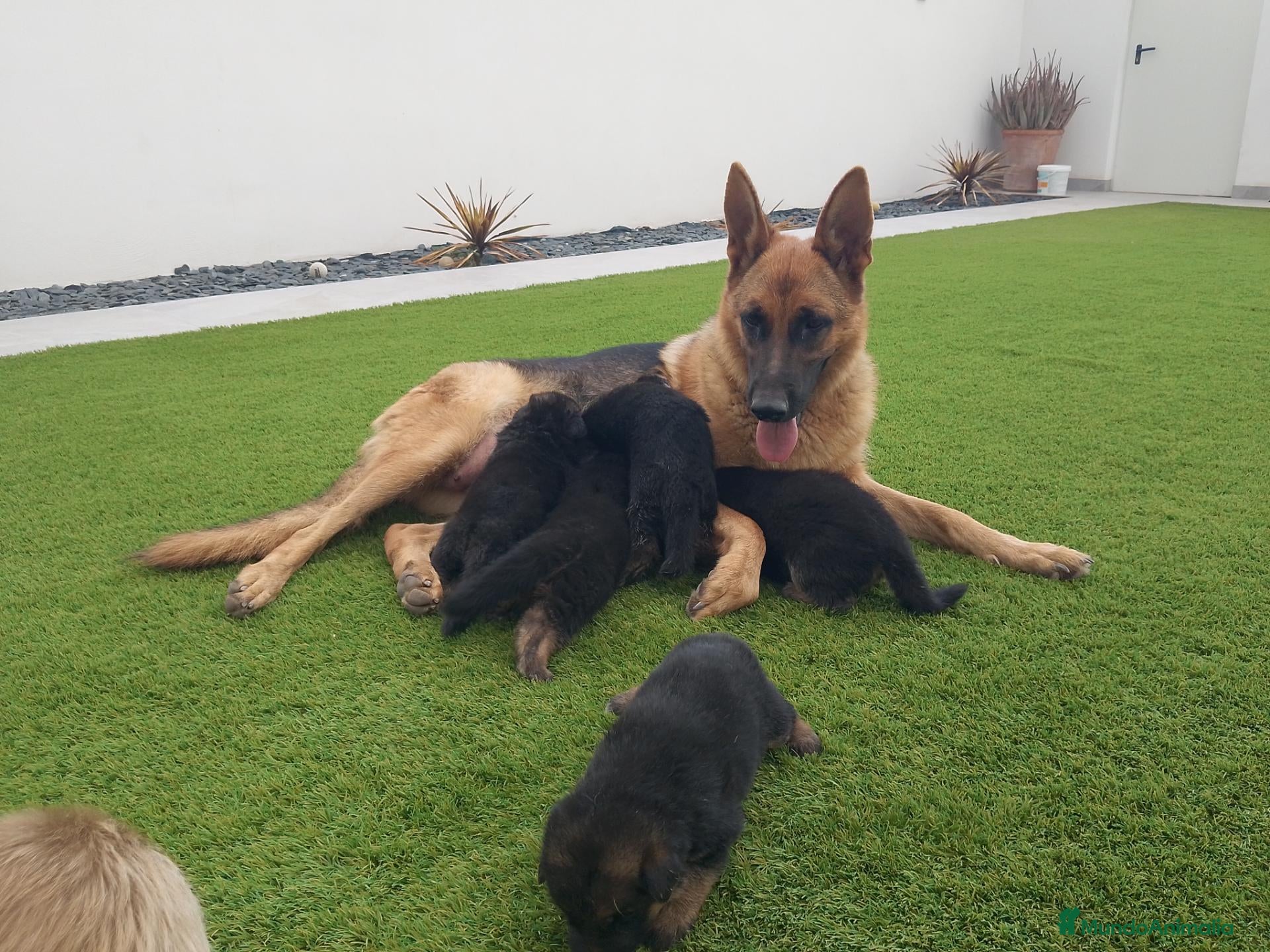 Pastor Alemán perros Cachorros pastor aleman - Anuncio 1