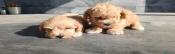 Maltipoo perros en venta: Maltipoo  - Anuncio 2
