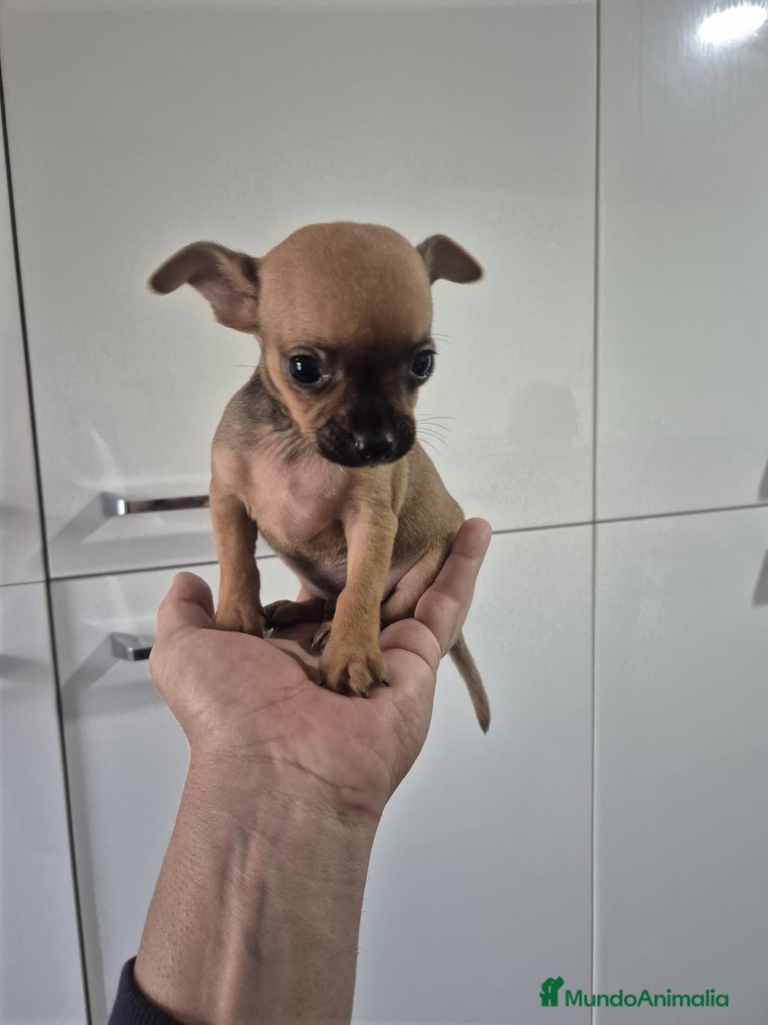 Chihuahua perros en venta: Chihuahua toy - Anuncio 3