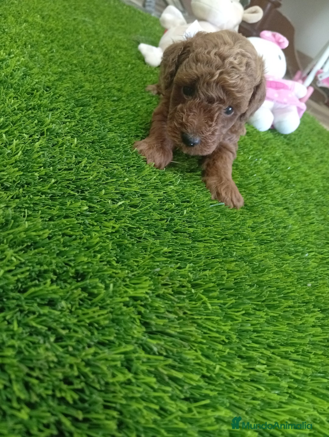 Caniche Enano perros en venta: PRECIOSA PAREJA DE CANICHE ENANO  - Imagen 2