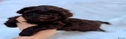 Caniche Toy perros en venta: CAMADA CANICJE TOY CHOCOLATE HEMBRAS - Anuncio 3