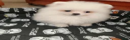 Pomerania perros en venta: Pomerania Toy - Anuncio 3