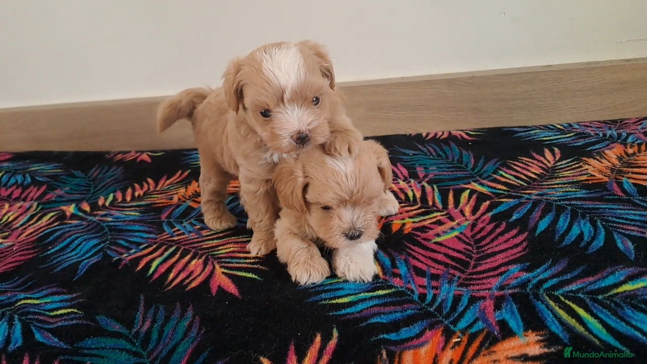 Maltipoo perros Cachorritos de Maltipoo  - Anuncio 3