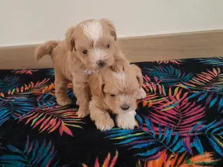 Maltipoo perros Cachorritos de Maltipoo - Anuncio 3