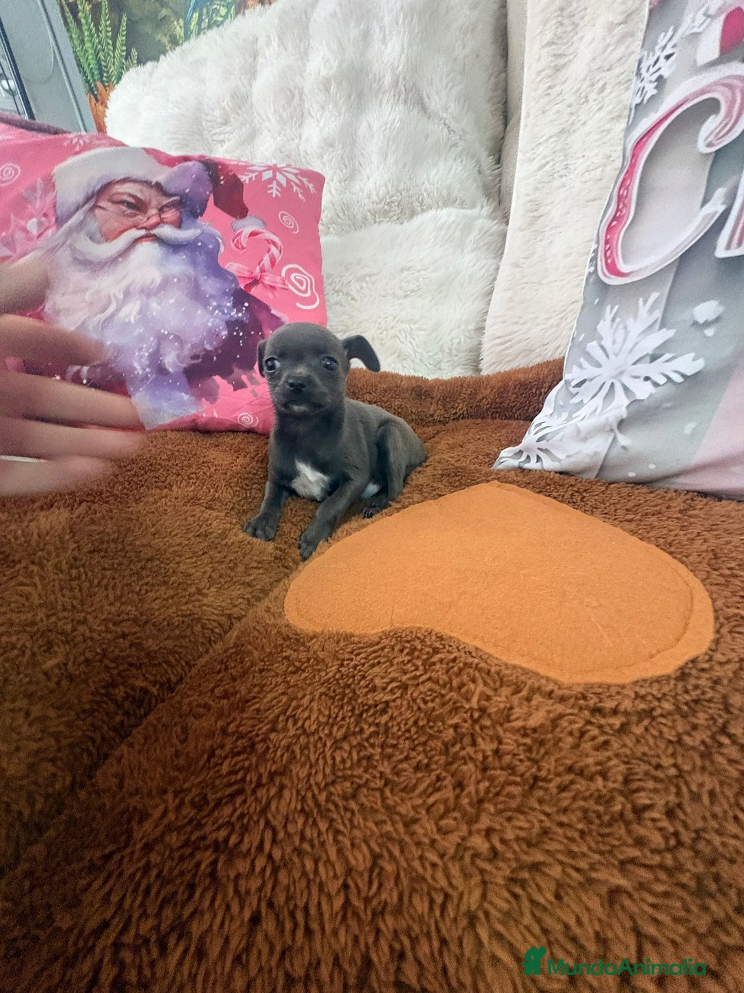 Chihuahua perros en venta: Chihuahua mini toy blue - Anuncio 11