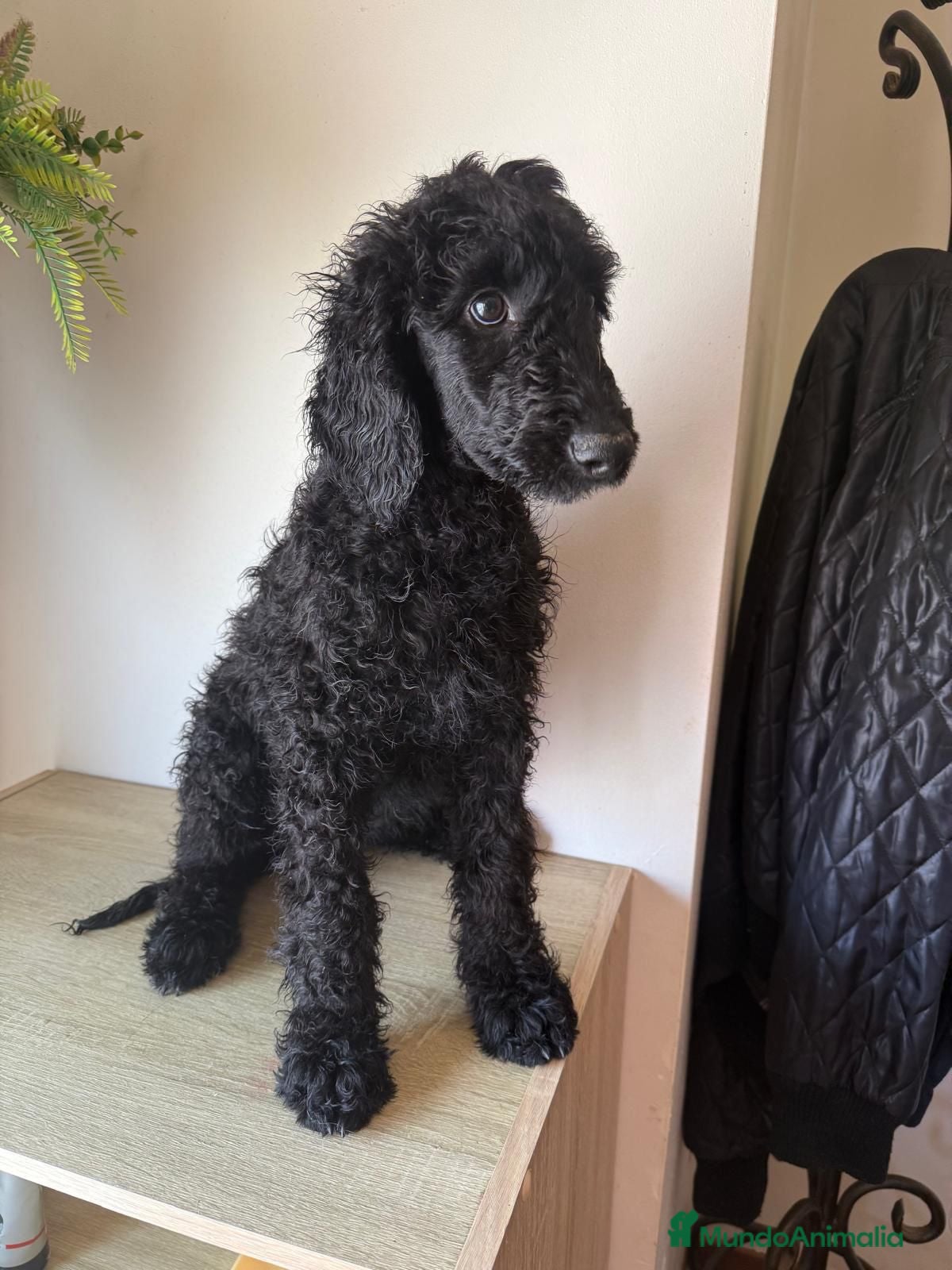Caniche Gigante perros en venta: Caniche Gigante - Anuncio 1
