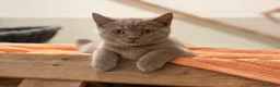 Británico de Pelo Corto gatos en venta: British Shorthair Azul y Lilac  - Anuncio 6