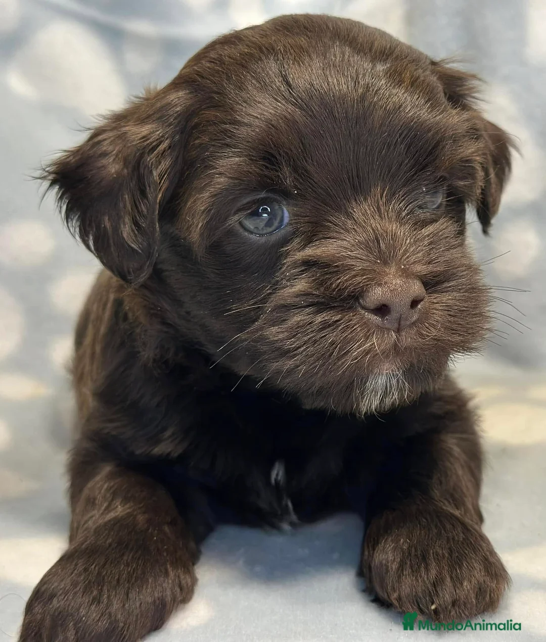 Imagen de galería {{count}}