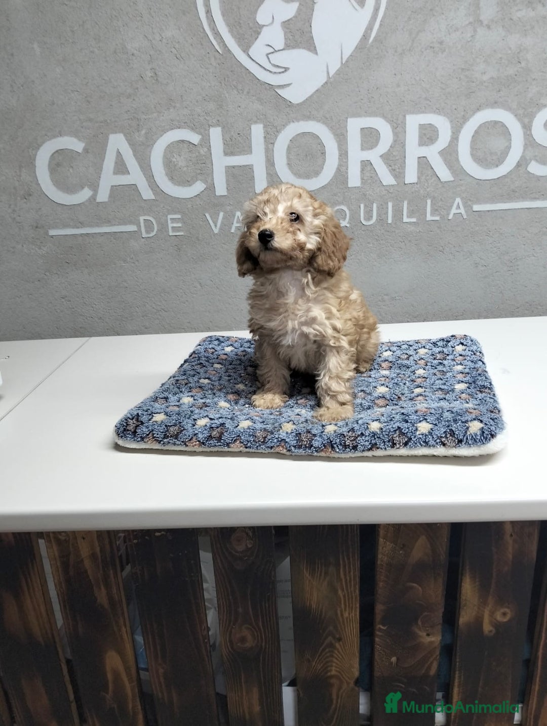 Caniche Toy perros en venta: Dos últimas caniches  - Anuncio 4