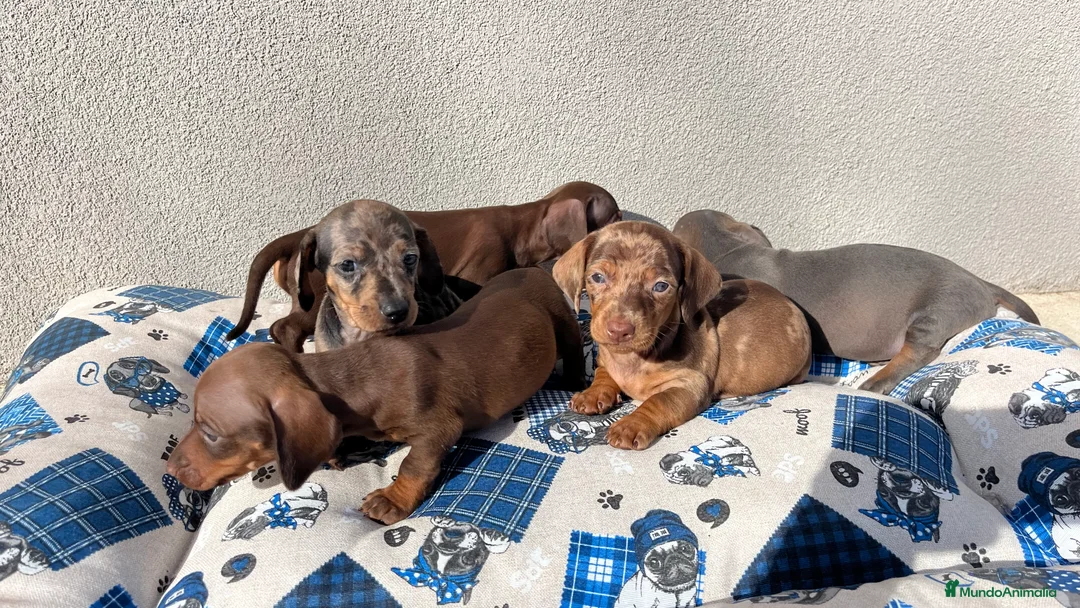 Teckel Miniatura perros en venta: Camada de Teckel mini disponible!  - Anuncio 3